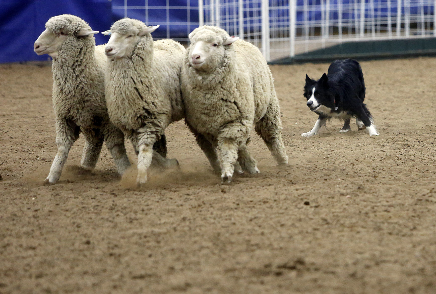020218-nws-sheep012.JPG